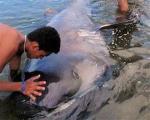 На Филиппинах поймана редкая акула