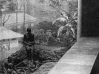 Негры в зоопарках Европы и США