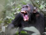 Ученые выяснили, почему люди не такие сильные, как шимпанзе