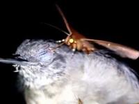 Бабочки «вампиры» пьют слезы спящих птиц (Видео)