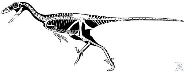 Реконструкция скелета Troodon inequalis