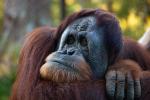 На Борнео обнаружена неизвестная популяция орангутанов