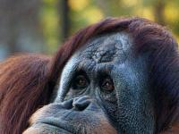 На Борнео обнаружена неизвестная популяция орангутанов