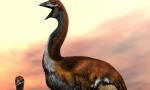 Слепые гиганты: что учёные узнали о крупнейших птицах в истории