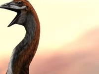 Слепые гиганты: что учёные узнали о крупнейших птицах в истории