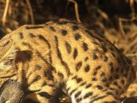 Ученые назвали кота идеальной машиной для убийства