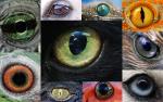 Глаза животного мира