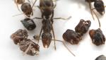 Биологи раскрыли тайну муравьев, коллекционирующих "черепа" врагов