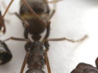 Биологи раскрыли тайну муравьев, коллекционирующих "черепа" врагов