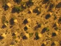В Бразилии обнаружен город термитов, который виден из космоса