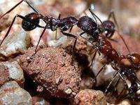 Амазонские муравьи избавились от самцов