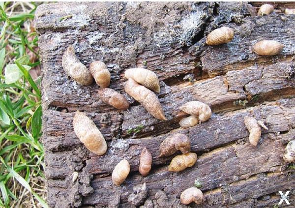 Мелкие слизни прошедшего лета - когда...