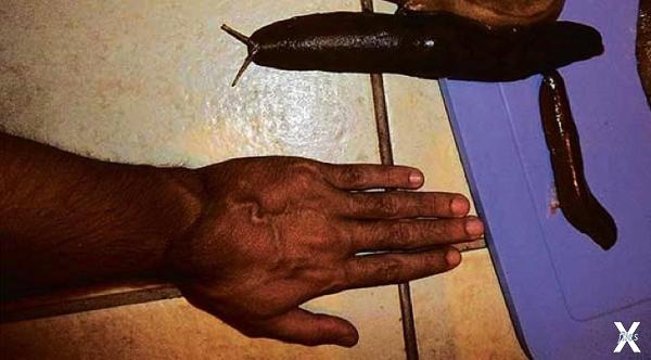 Гигантский слизень: такой и напугать ...