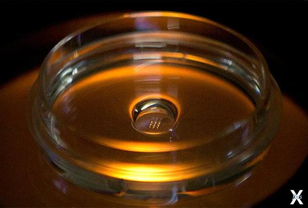 Микропланшет, содержащий эмбрион, в к...