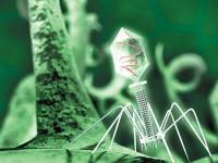 Вирусы-паразиты на страже здоровья человека: 30 миллиардов фагов в сутки