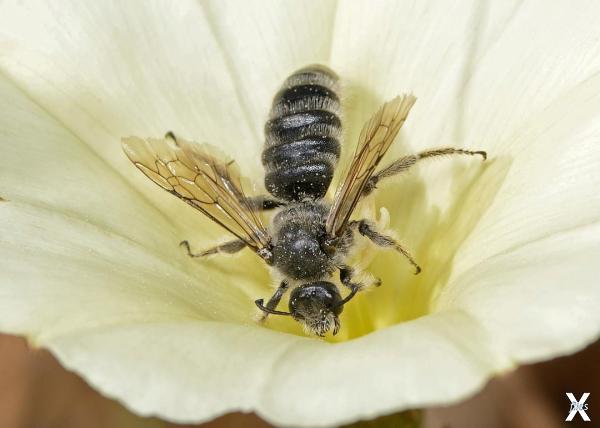 Пчелы семейства Halictidae, которых в...