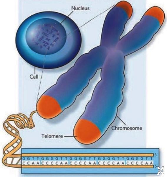 Теломеры - концевые участки хромосом:...