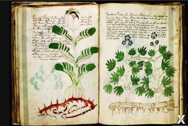 Некоторые растения из манускрипта был...