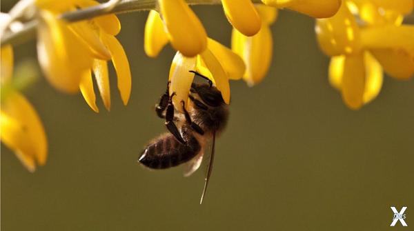 Без меда проживем, а без пчел - нет
