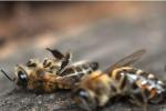 Сбывается самое страшное пророчество Ванги «про пчел»