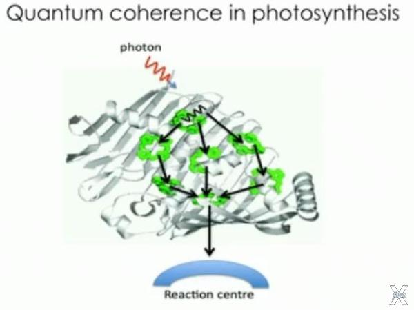 Квантовая когерентность в фотосинтезе