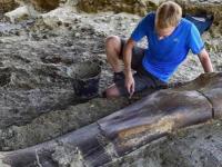 Ученые заявили, что нашли кость самого большого зверя в истории