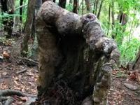 Найден гигантский сверхорганизм с деревом-зомби