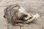 Ученые разгадали тайну черепа без глазниц, выброшенного на побережье Британии