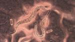 Подземный демон: учёные расшифровали геном дьявольского червя