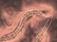 Подземный демон: учёные расшифровали геном дьявольского червя