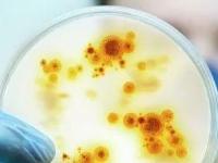 С новыми микробами! Самые страшные открытия 2019 года