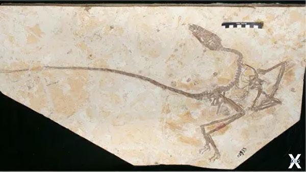 Пернатый динозавр Wulong bohaiensis