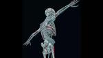 Как меняется скелет современного человека: самые необычные факты