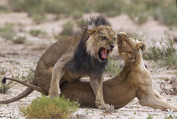 Половой диморфизм у львов