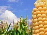 Ученые разработали "витаминизированную" кукурузу