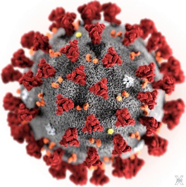 Модель вируса SARS-CoV-2