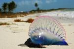 В Средиземное море проникла медуза-убийца