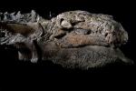 Уникальная находка ученых - мумия динозавра