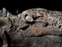 Уникальная находка ученых - мумия динозавра