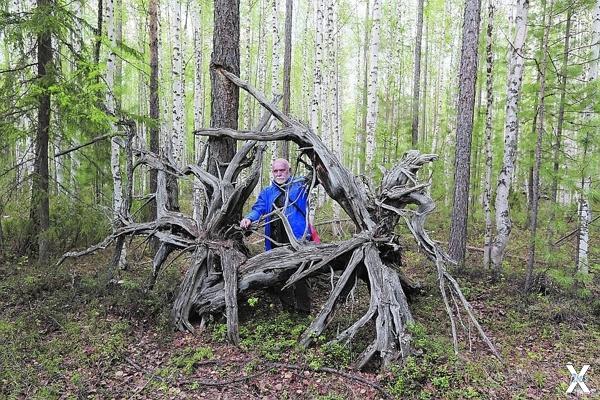 Деревья-гиганты после взрыва вывернул...