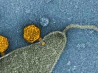 Самая распространенная бактерия Мирового океана оказалась резервуаром вирусов