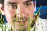 Планета может остаться без насекомых: фейк или реальность