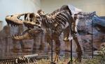 Обнаруженные недавно кости тираннозавра помогут разобраться в причинах появления хищников-гигантов