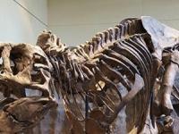 Обнаруженные недавно кости тираннозавра помогут разобраться в причинах появления хищников-гигантов