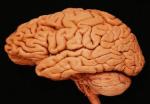 Ученые выяснили, как мозг контролирует движения тела