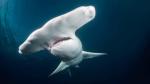 Зачем акуле-молот голова в форме молотка? И почему она так эволюционировала?