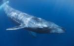 Синие киты возвращают утраченные маршруты миграции