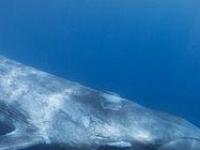Синие киты возвращают утраченные маршруты миграции