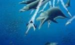 Гигантский доисторический дельфин имел огромные зубы и охотился на других китов