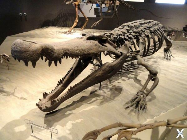 Реконструированный скелет Deinosuchus...